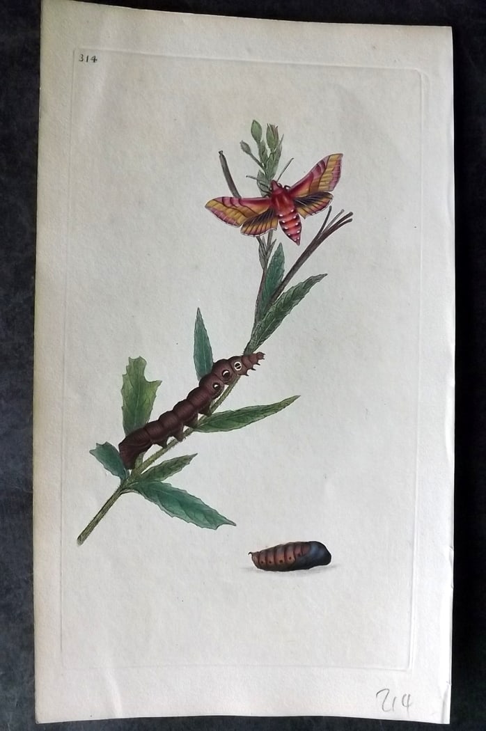Donovan, Edward C1800 Hand Col Insect Print. Small Elephant Hawk Moth 314: Hand Colored Etching Published 1796-1813, London for "The Natural History of British Insects" by Edward Donovan. With accompanying descriptive text. Paper Size: 9.5 x 6 inch (24 x 15cm) Very minor ton