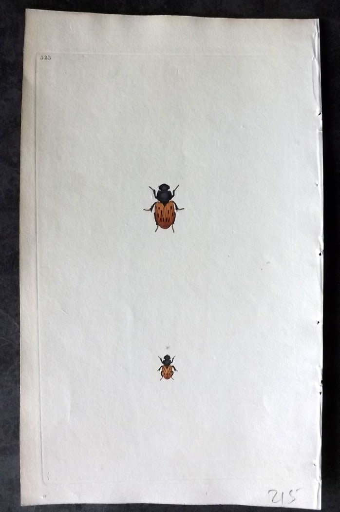 Donovan, Edward C1800 Hand Col Insect Print. Scarabaeus Luridus 323: Hand Colored Etching Published 1796-1813, London for "The Natural History of British Insects" by Edward Donovan. With accompanying descriptive text. Paper Size: 9.5 x 6 inch (24 x 15cm) Good Condition