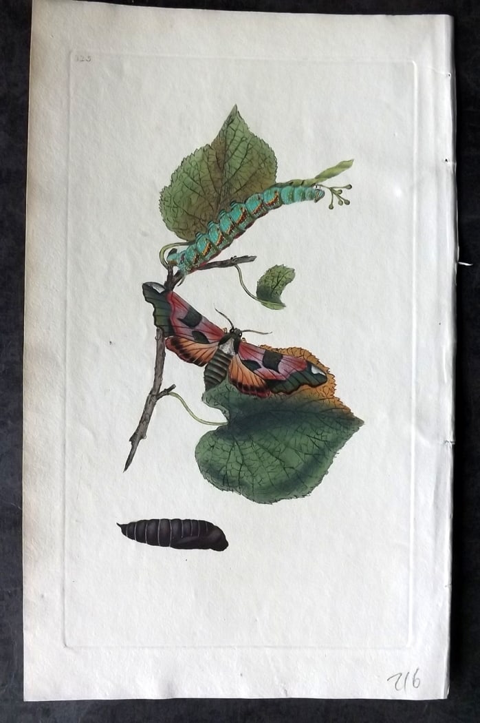Donovan, Edward C1800 Hand Col Insect Print. Lime Hawk Moth 325: Hand Colored Etching Published 1796-1813, London for "The Natural History of British Insects" by Edward Donovan. With accompanying descriptive text. Paper Size: 9.5 x 6 inch (24 x 15cm) Good Condition