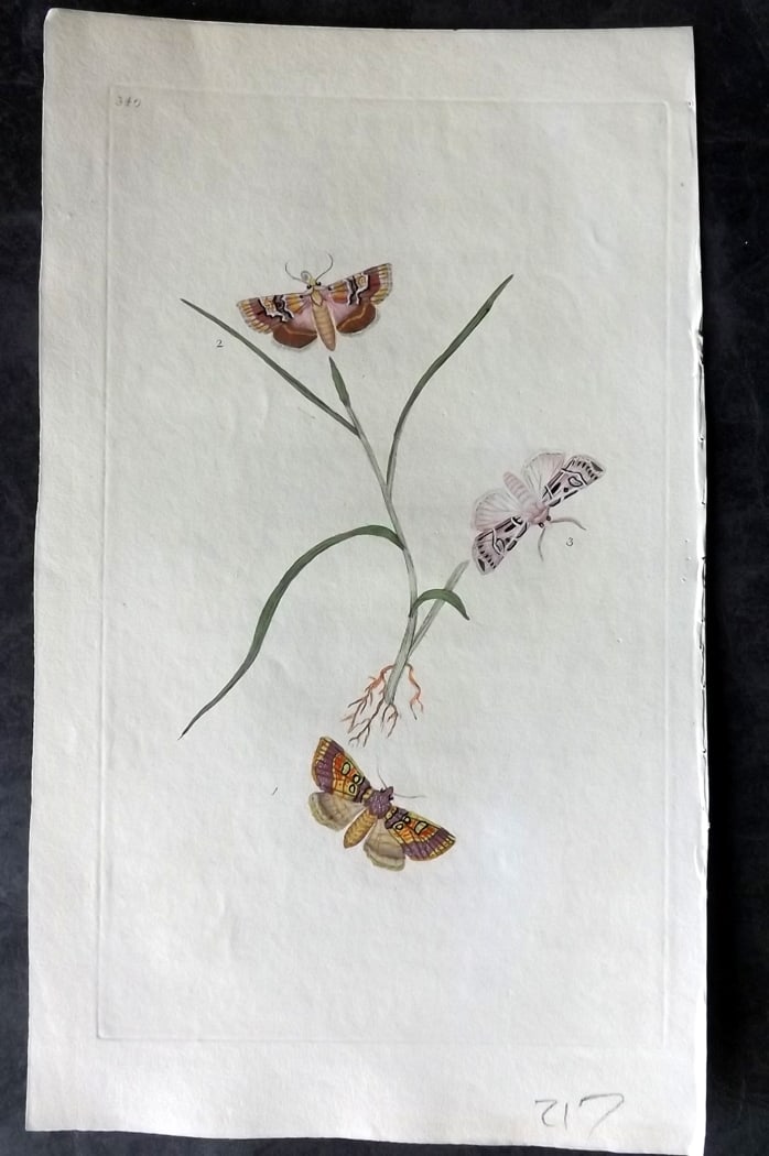 Donovan, Edward C1800 Hand Col Insect Print. Burdock Moth 340: Hand Colored Etching Published 1796-1813, London for "The Natural History of British Insects" by Edward Donovan. With accompanying descriptive text. Paper Size: 9.5 x 6 inch (24 x 15cm) Good Condition