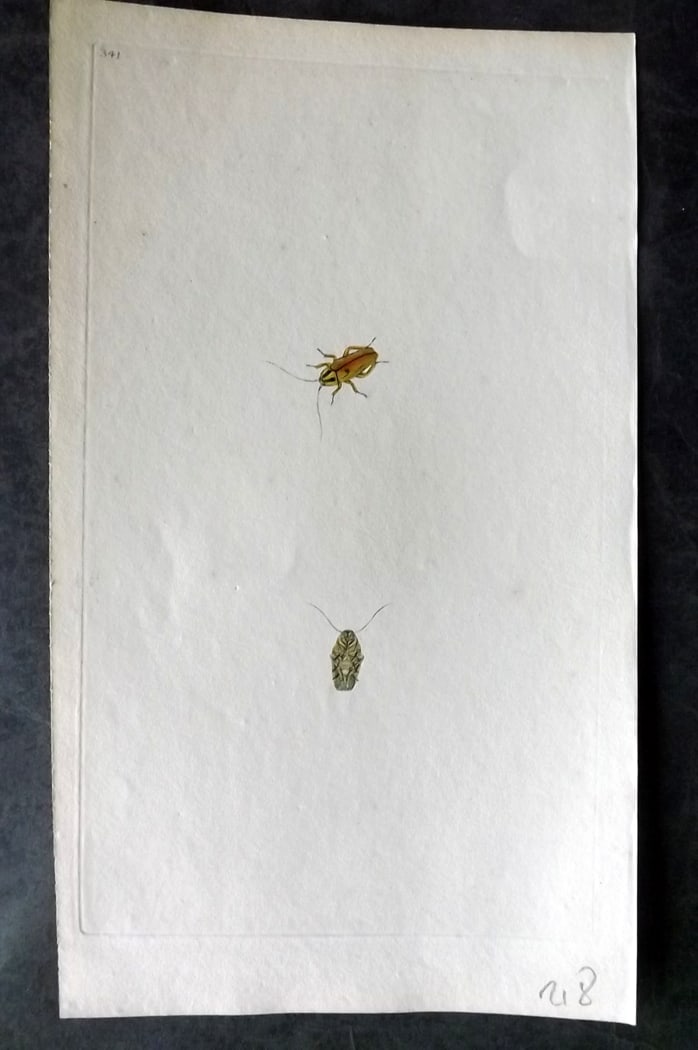 Donovan, Edward C1800 Hand Col Insect Print. Blatta Germanica 341: Hand Colored Etching Published 1796-1813, London for "The Natural History of British Insects" by Edward Donovan. With accompanying descriptive text. Paper Size: 9.5 x 6 inch (24 x 15cm) Good Condition