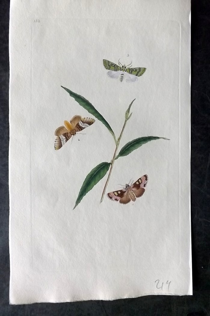 Donovan, Edward C1800 Hand Col Insect Print. Yellow Horned Phalaena 352: Hand Colored Etching Published 1796-1813, London for "The Natural History of British Insects" by Edward Donovan. With accompanying descriptive text. Paper Size: 9.5 x 6 inch (24 x 15cm) Good Condition