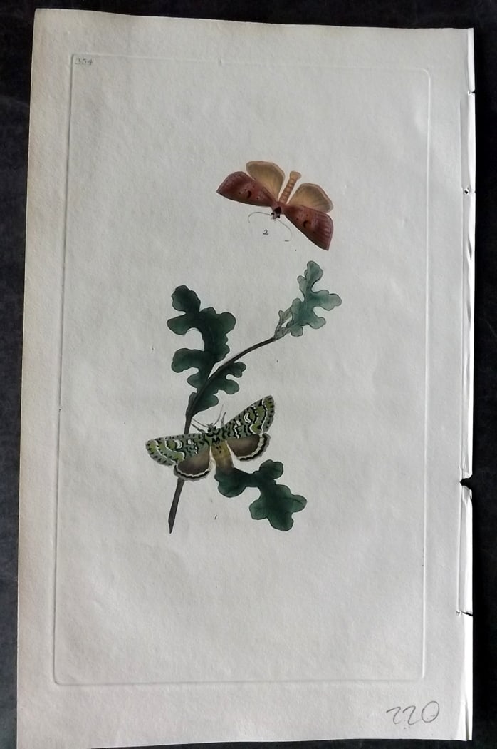 Donovan, Edward C1800 Hand Col Insect Print. Common Merveille du Jour Moth 354: Hand Colored Etching Published 1796-1813, London for "The Natural History of British Insects" by Edward Donovan. With accompanying descriptive text. Paper Size: 9.5 x 6 inch (24 x 15cm) Good Condition