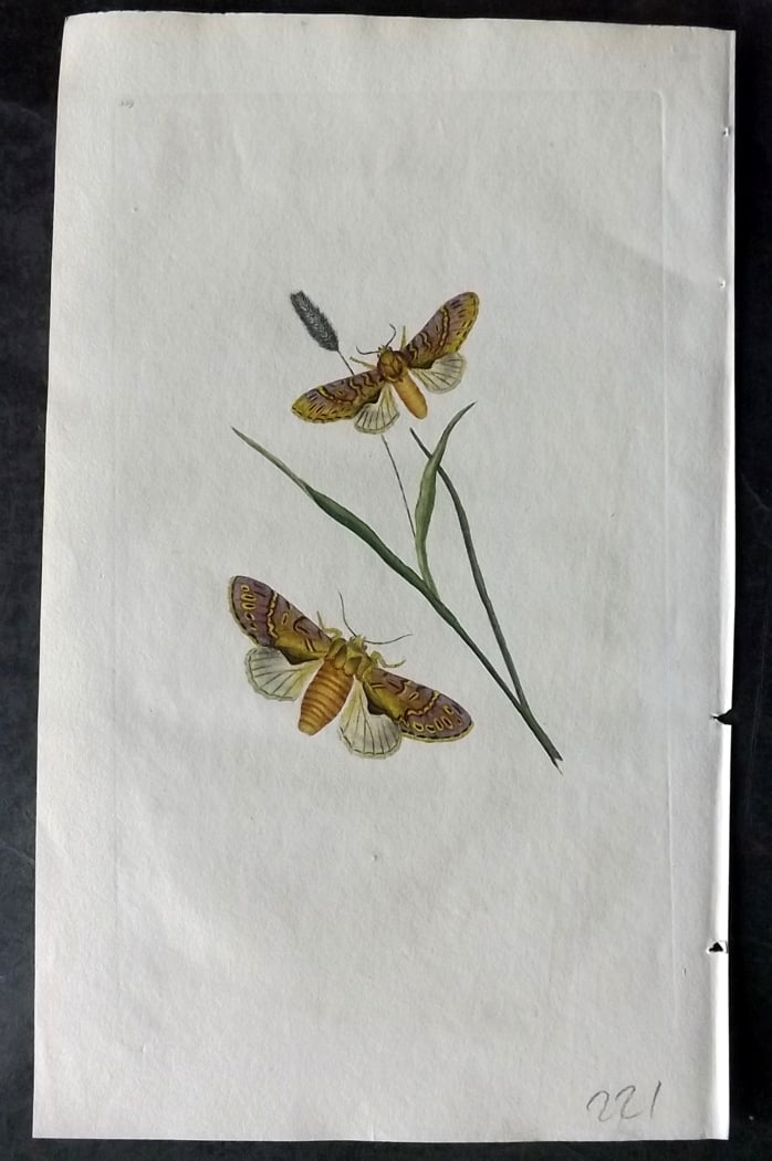 Donovan, Edward C1800 Hand Col Insect Print. Aspen Prominent Moth 359: Hand Colored Etching Published 1796-1813, London for "The Natural History of British Insects" by Edward Donovan. With accompanying descriptive text. Paper Size: 9.5 x 6 inch (24 x 15cm) Good Condition