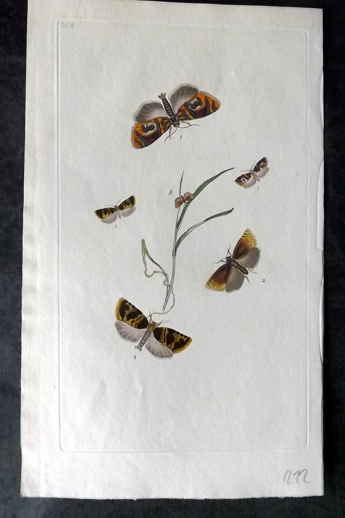 Donovan, Edward C1800 Hand Col Insect Print. Phalaena Nebulana 364: Hand Colored Etching Published 1796-1813, London for "The Natural History of British Insects" by Edward Donovan. With accompanying descriptive text. Paper Size: 9.5 x 6 inch (24 x 15cm) Very minor ton