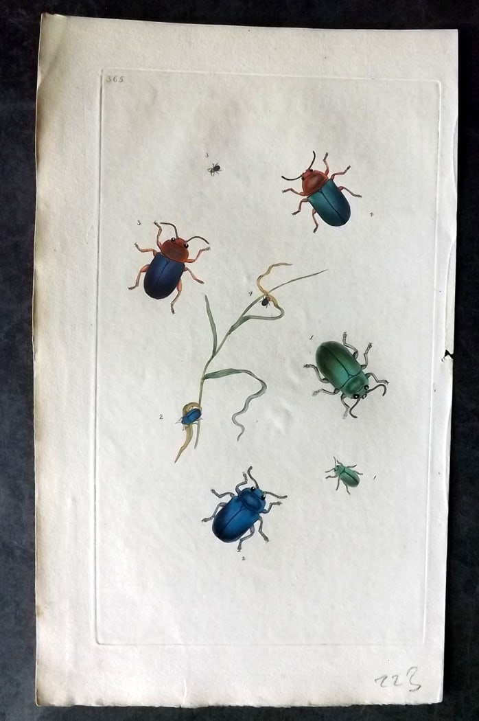 Donovan, Edward C1800 Hand Col Insect Print. Rufous Horned Chrysomela 365: Hand Colored Etching Published 1796-1813, London for "The Natural History of British Insects" by Edward Donovan. With accompanying descriptive text. Paper Size: 9.5 x 6 inch (24 x 15cm) Very minor ton