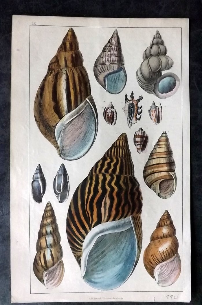 Goldsmith, Oliver C1850 Hand Col Print. Shells 60 (1 of 1)