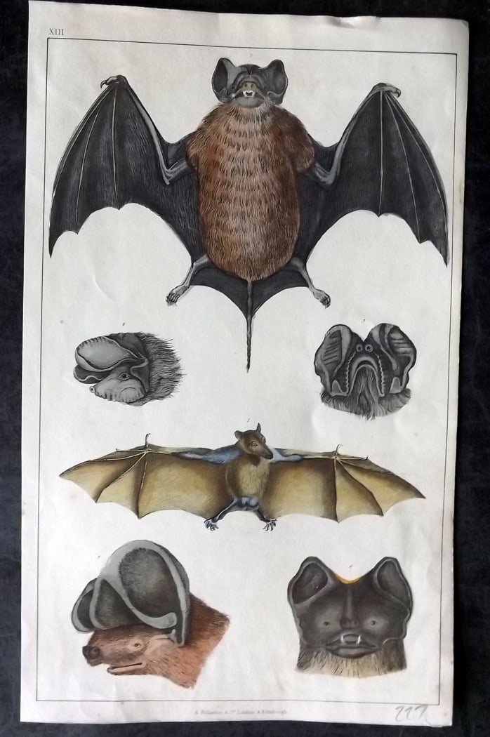 Goldsmith, Oliver C1850 Hand Col Print. Bats 13: Hand Colored Etching/Engraving Published C1850 by A. Fullarton & Co., London for "A History of the Earth and Animated Nature" by Oliver Goldsmith. Paper Size: 10 x 6 inch (25 x 16cm) Good Condition