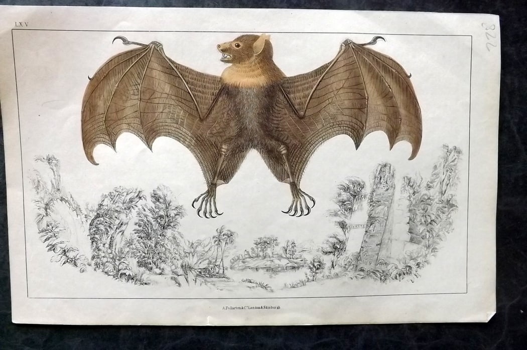 Goldsmith, Oliver C1850 Hand Col Print. Bats 65: Hand Colored Etching/Engraving Published C1850 by A. Fullarton & Co., London for "A History of the Earth and Animated Nature" by Oliver Goldsmith. Paper Size: 10 x 6 inch (25 x 16cm) Good Condition