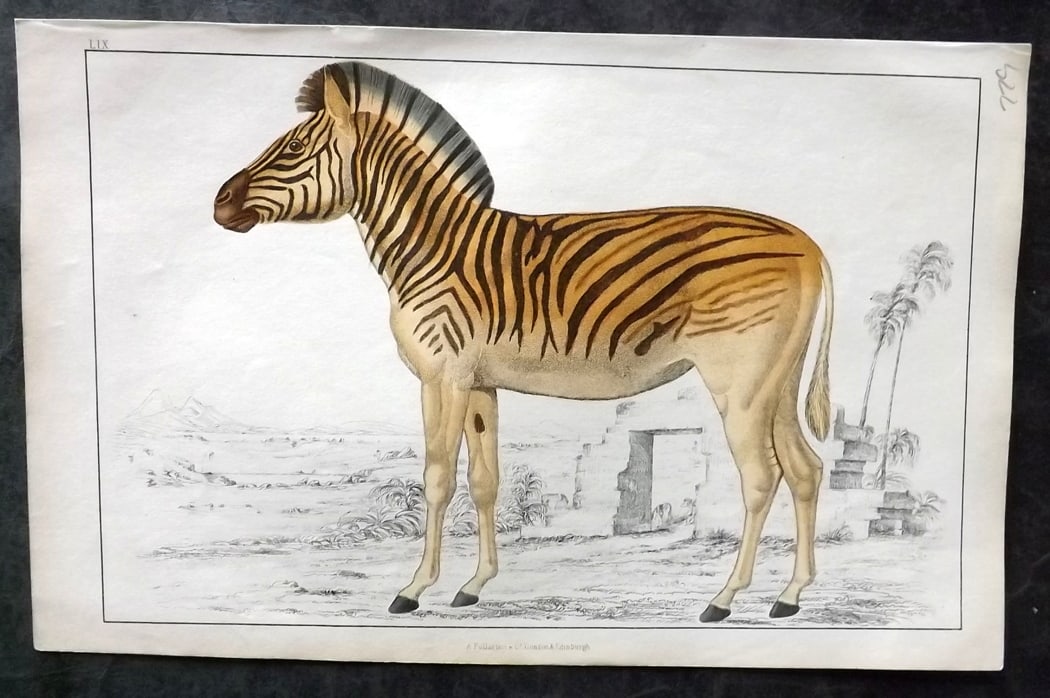 Goldsmith, Oliver C1850 Hand Col Print. Datiw. Extinct Quagga 59: Hand Colored Etching/Engraving Published C1850 by A. Fullarton & Co., London for "A History of the Earth and Animated Nature" by Oliver Goldsmith. Paper Size: 10 x 6 inch (25 x 16cm) Good Condition