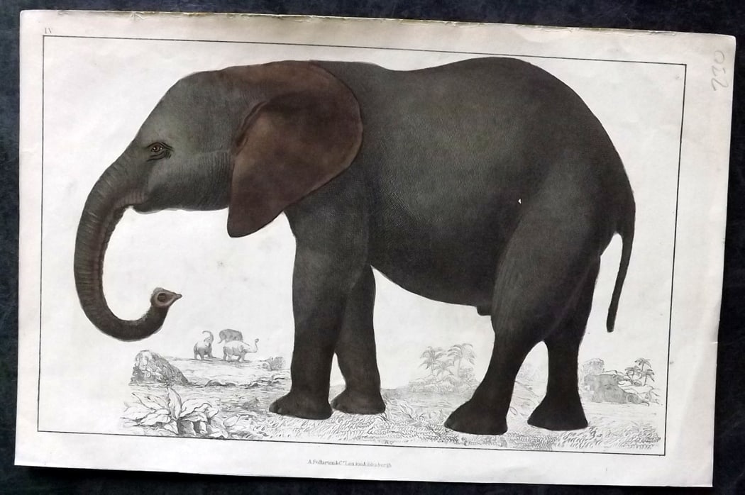 Goldsmith, Oliver C1850 Hand Col Print. Elephant 04: Hand Colored Etching/Engraving Published C1850 by A. Fullarton & Co., London for "A History of the Earth and Animated Nature" by Oliver Goldsmith. Paper Size: 10 x 6 inch (25 x 16cm) Good Condition