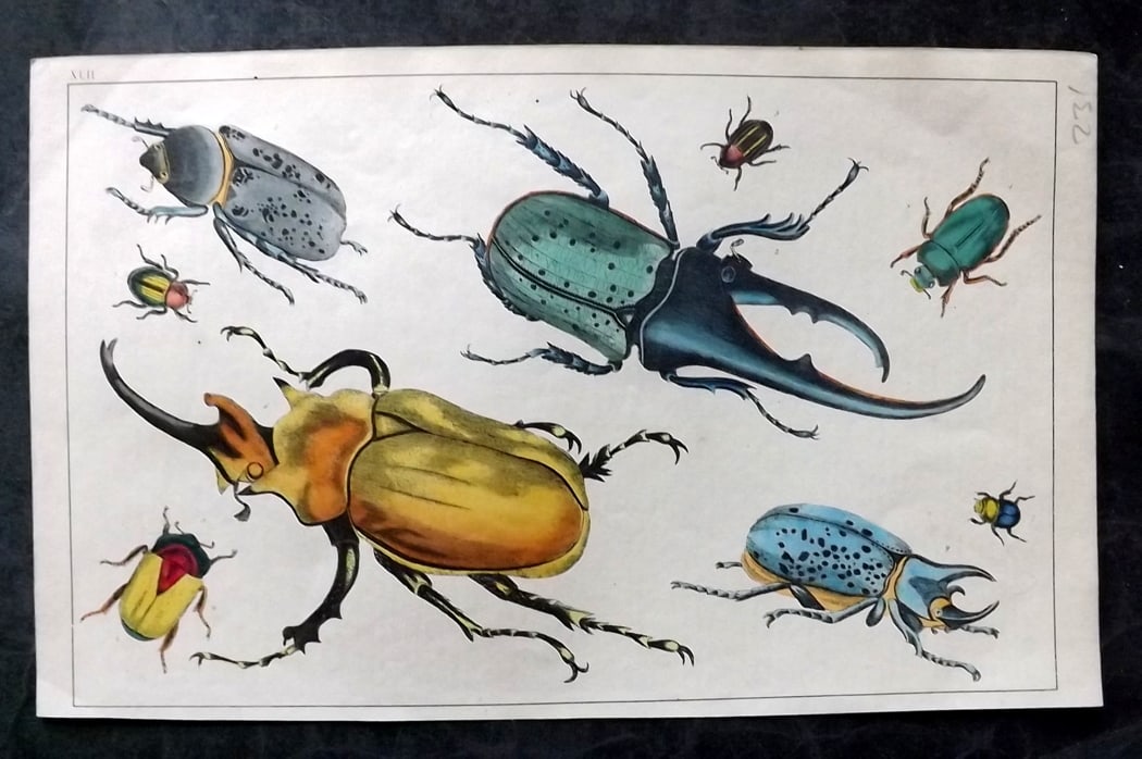 Goldsmith, Oliver C1850 Hand Col Print. Beetles 42 (1 of 1)