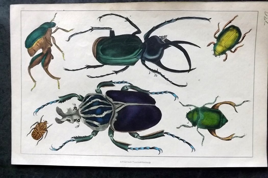 Goldsmith, Oliver C1850 Hand Col Print. Beetles 03: Hand Colored Etching/Engraving Published C1850 by A. Fullarton & Co., London for "A History of the Earth and Animated Nature" by Oliver Goldsmith. Paper Size: 10 x 6 inch (25 x 16cm) Good Condition