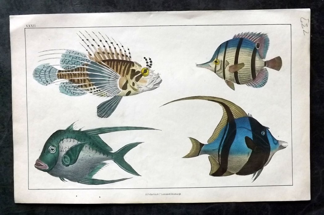 Goldsmith, Oliver C1850 Hand Col Print. Tropical Fish 32: Hand Colored Etching/Engraving Published C1850 by A. Fullarton & Co., London for "A History of the Earth and Animated Nature" by Oliver Goldsmith. Paper Size: 10 x 6 inch (25 x 16cm) Good Condition