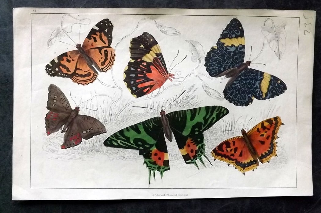 Goldsmith, Oliver C1850 Hand Col Print. Butterflies 40: Hand Colored Etching/Engraving Published C1850 by A. Fullarton & Co., London for "A History of the Earth and Animated Nature" by Oliver Goldsmith. Paper Size: 10 x 6 inch (25 x 16cm) Good Condition