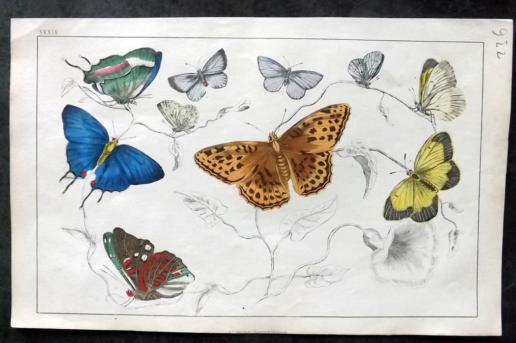 Goldsmith, Oliver C1850 Hand Col Print. Butterflies 39: Hand Colored Etching/Engraving Published C1850 by A. Fullarton & Co., London for "A History of the Earth and Animated Nature" by Oliver Goldsmith. Paper Size: 10 x 6 inch (25 x 16cm) Good Condition