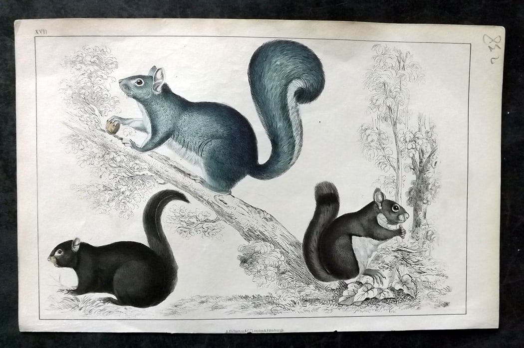 Goldsmith, Oliver C1850 Hand Col Print. Squirrels 17: Hand Colored Etching/Engraving Published C1850 by A. Fullarton & Co., London for "A History of the Earth and Animated Nature" by Oliver Goldsmith. Paper Size: 10 x 6 inch (25 x 16cm) Good Condition