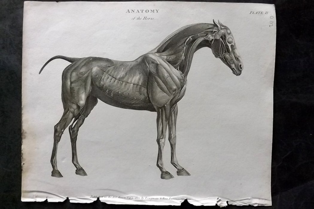 Rees, Abraham 1820 Antique Print. Anatomy of the Horse: Copper Plate Published 1802-20 by Longman, Hurst, Rees & Orme for "The Cycloaedia: or, Universal dictionary of arts, sciences, and literature" By Abraham Rees. Paper Size: 10.5 x 8.5 inch (27 x 22cm) 