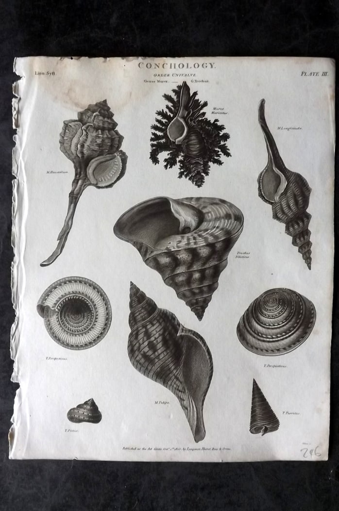 Rees, Abraham 1820 Antique Print. Conchology Shells 03: Copper Plate Published 1802-20 by Longman, Hurst, Rees & Orme for "The Cycloaedia: or, Universal dictionary of arts, sciences, and literature" By Abraham Rees. Paper Size: 10.5 x 8.5 inch (27 x 22cm) 
