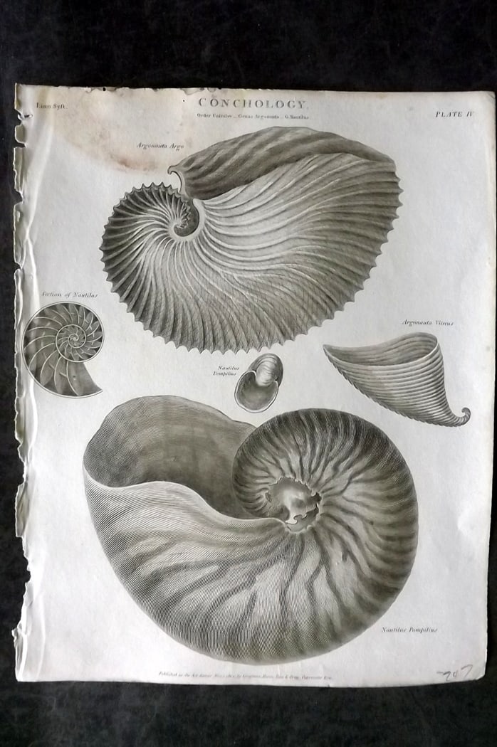Rees, Abraham 1820 Antique Print. Conchology Shells 04 (1 of 1)