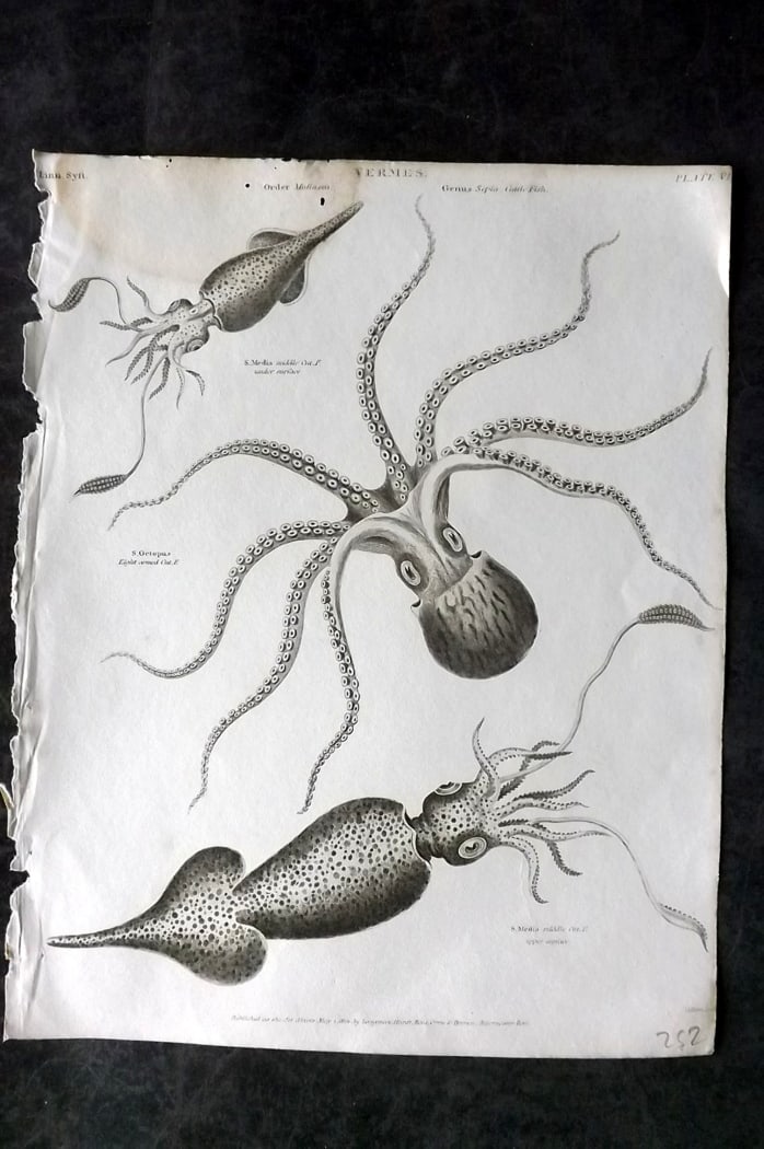 Rees, Abraham 1820 Antique Print. Cuttle Fish 06: Copper Plate Published 1802-20 by Longman, Hurst, Rees & Orme for "The Cycloaedia: or, Universal dictionary of arts, sciences, and literature" By Abraham Rees. Paper Size: 10.5 x 8.5 inch (27 x 22cm) 