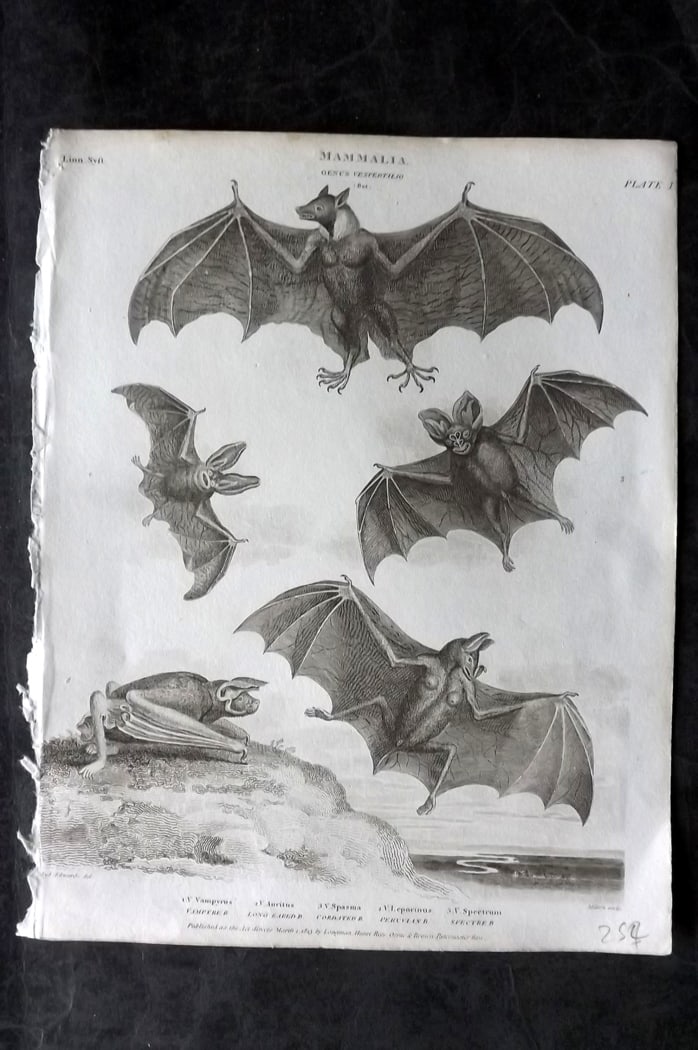 Rees, Abraham 1820 Antique Print. Bats 01: Copper Plate Published 1802-20 by Longman, Hurst, Rees & Orme for "The Cycloaedia: or, Universal dictionary of arts, sciences, and literature" By Abraham Rees. Paper Size: 10.5 x 8.5 inch (27 x 22cm) 
