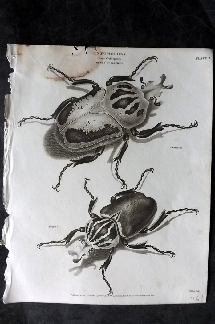 Rees, Abraham 1820 Antique Print. Goliath Beetles 01: Copper Plate Published 1802-20 by Longman, Hurst, Rees & Orme for "The Cycloaedia: or, Universal dictionary of arts, sciences, and literature" By Abraham Rees. Paper Size: 10.5 x 8.5 inch (27 x 22cm) 