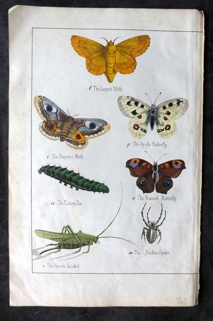 White, Adam 1860 Hand Col Bird Print. Moths & Butterflies: Lithograph Published 1860, Edinburgh for "The Instructive Picture Book..." by Adam White. Printed in Colours and finished by hand. Paper Size: 13 x 8 inch (33 x 21cm) Minor toning, otherwise Good Cond