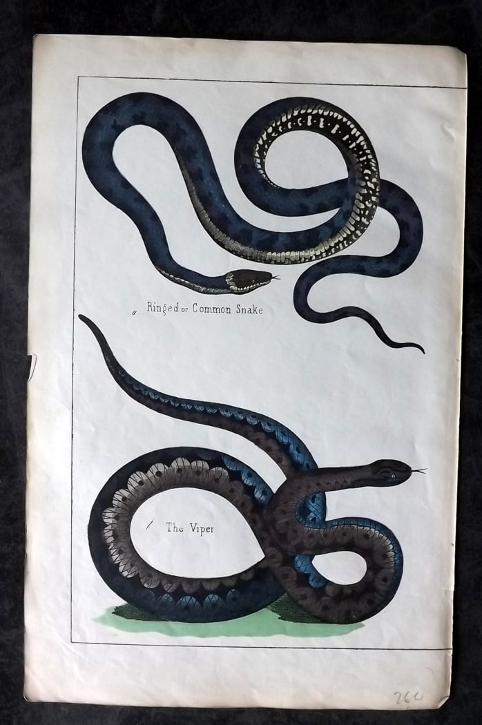 White, Adam 1860 Hand Col Print. Common Snake & Viper: Lithograph Published 1860, Edinburgh for "The Instructive Picture Book..." by Adam White. Printed in Colours and finished by hand. Paper Size: 13 x 8 inch (33 x 21cm) Good Condition