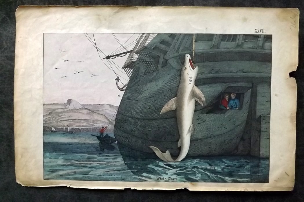 White, Adam 1860 Hand Col Print. White Shark: Lithograph Published 1860, Edinburgh for "The Instructive Picture Book..." by Adam White. Printed in Colours and finished by hand. Paper Size: 13 x 8 inch (33 x 21cm) Minor toning. Small margin chip. 