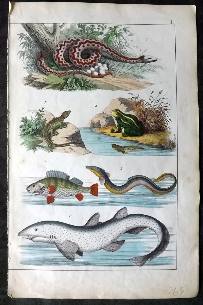 White, Adam 1860 Hand Col Print. Fish, Snake, Frog, Lizard (1 of 1)