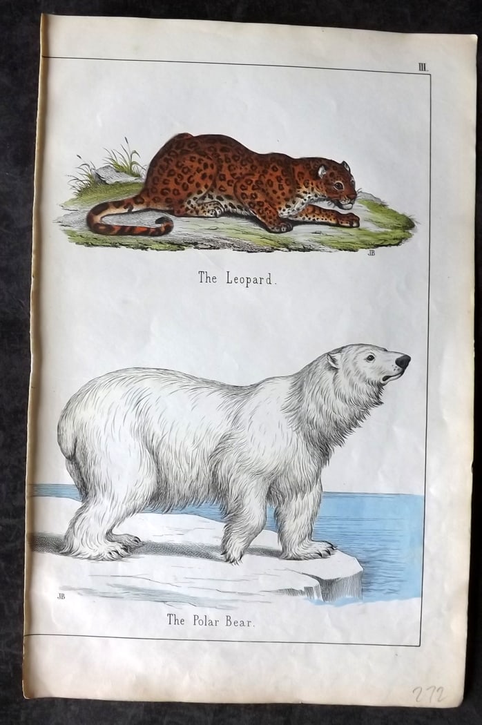 White, Adam 1860 Hand Col Print. Leopard, Polar Bear: Lithograph Published 1860, Edinburgh for "The Instructive Picture Book..." by Adam White. Printed in Colours and finished by hand. Paper Size: 13 x 8 inch (33 x 21cm) Good Condition