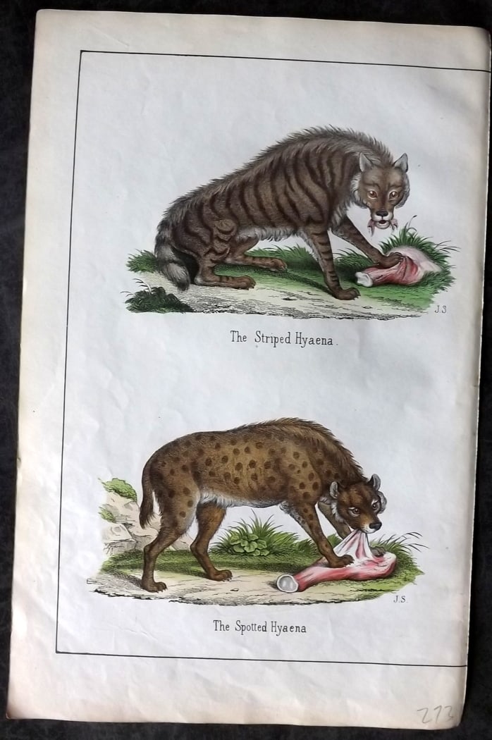 White, Adam 1860 Hand Col Print. Striped & Spotted Hyena (1 of 1)