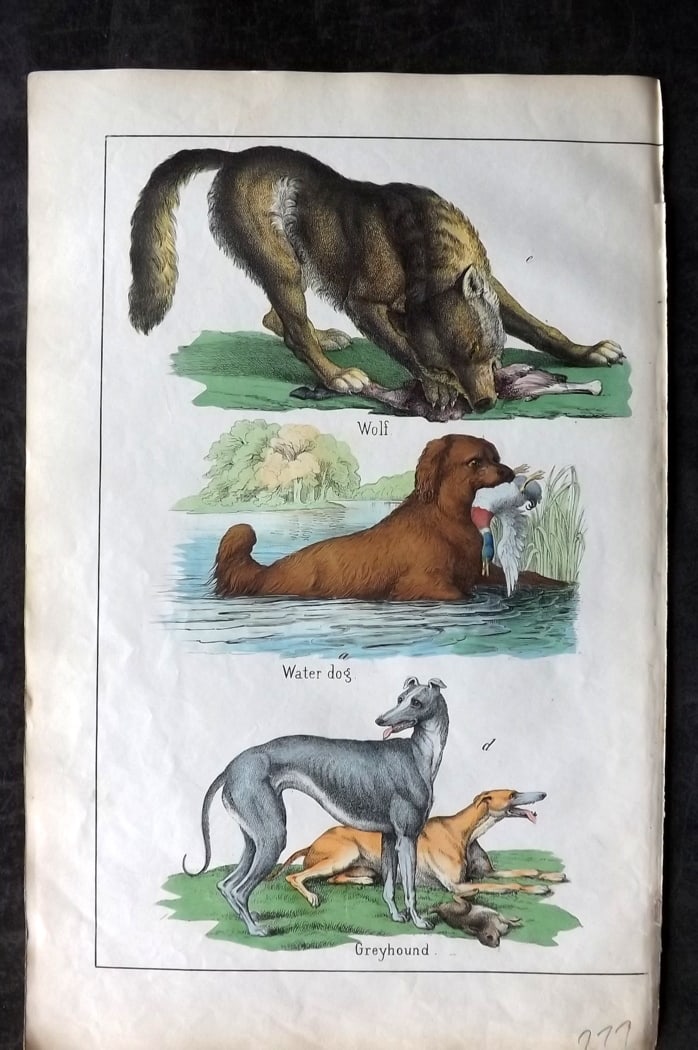 White, Adam 1860 Hand Col Print. Wolf, Greyhound, Water Dog: Lithograph Published 1860, Edinburgh for "The Instructive Picture Book..." by Adam White. Printed in Colours and finished by hand. Paper Size: 13 x 8 inch (33 x 21cm) Good Condition
