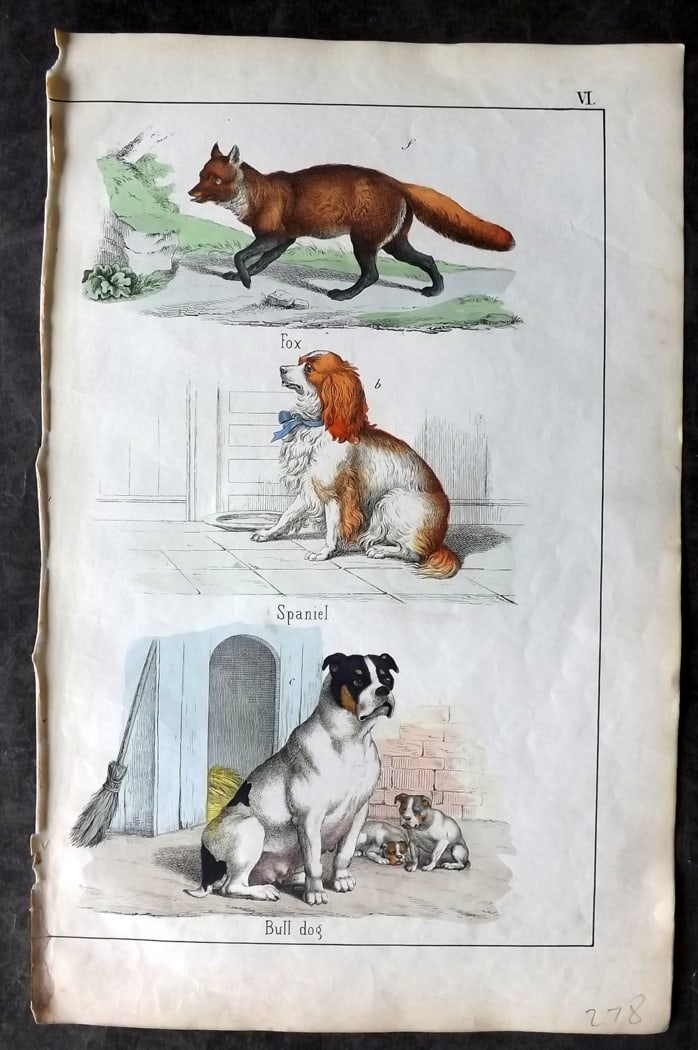 White, Adam 1860 Hand Col Print. Fox, Spaniel, Bull Dog (1 of 1)