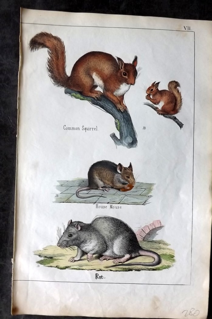 White, Adam 1860 Hand Col Print. Squirrel, Mouse, Rat: Lithograph Published 1860, Edinburgh for "The Instructive Picture Book..." by Adam White. Printed in Colours and finished by hand. Paper Size: 13 x 8 inch (33 x 21cm) Good Condition