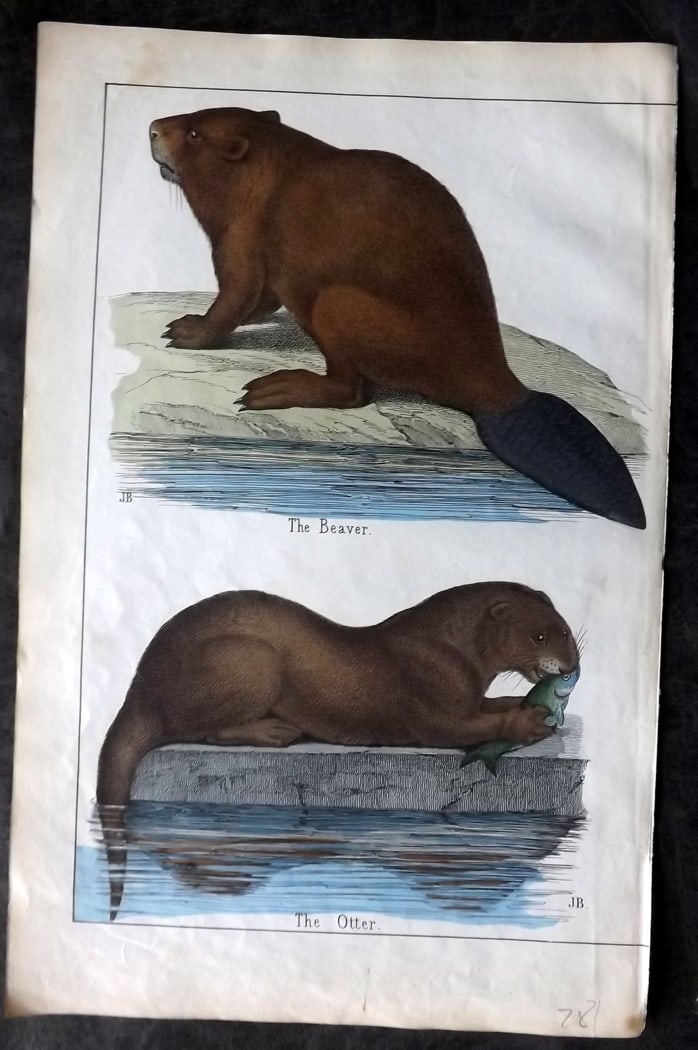 White, Adam 1860 Hand Col Print. Beaver, Otter: Lithograph Published 1860, Edinburgh for "The Instructive Picture Book..." by Adam White. Printed in Colours and finished by hand. Paper Size: 13 x 8 inch (33 x 21cm) Good Condition