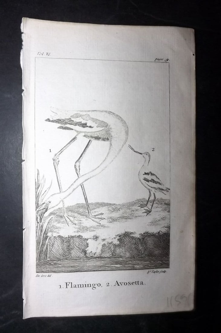 Goldsmith, Oliver 1791 Antique Bird Print. Flamingo, Avosetta. Avocet: Antique Copper Plate Published 1790-91, London for An History of the Earth and Animated Nature" by Oliver Goldsmith. Paper Size: 7 x 4 inch (18 x 11cm) Good Condition