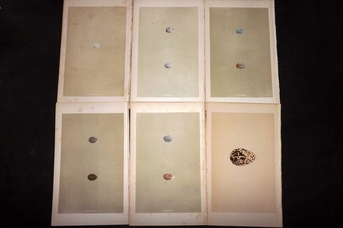 Morris, Francis 1863 Lot of 6 Antique Bird Egg Prints: Woodblocks Published 1863, London for "A Natural History of the Nests and Eggs of British Birds" By the Rev. Francis Orpen Morris, printed Benjamin Fawcett. With accompanying descriptive text. Paper S