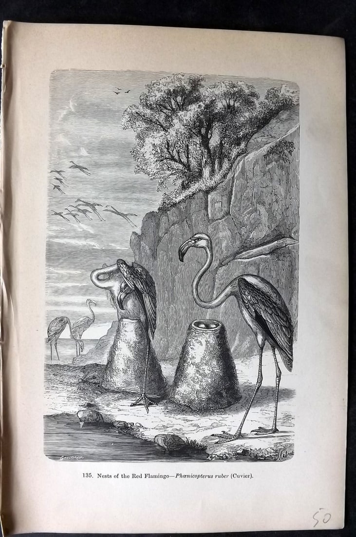 Pouchet, F. A. C1890 Antique Bird Print. Red Flamingo: Wood Engraving (Reverse side blank) Published C1890, London for "The Universe: Or, The Infinitely Great and The Infinitely Little" by F. A. Pouchet. Paper Size: 8.5 x 6 inch (22 x 15cm) Good Condition