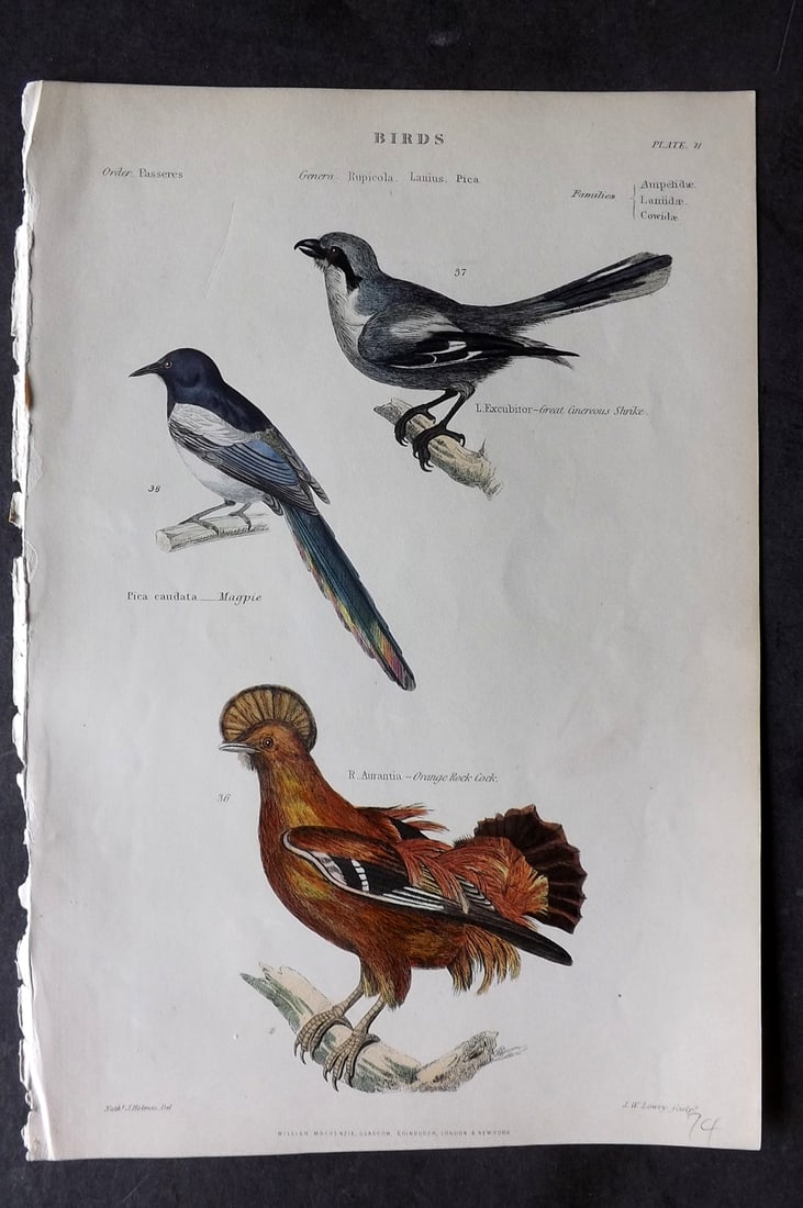 Richardson, John 1862 Hand Col Bird Print. Cock of the Rock, Magpie, Shrike: Hand Colored Steel Engraving/Etching Published 1859-62 by William Mackenzie, Edinburgh & London for "The Museum of Natural History" by John Richardson. Paper Size: 10.5 x 7 inch (27 x 18cm) Good Condi