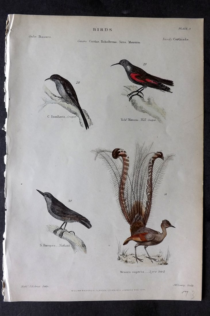 Richardson, John 1862 Hand Col Bird Print. Lyre Bird, Creeper, Nuthatch: Hand Colored Steel Engraving/Etching Published 1859-62 by William Mackenzie, Edinburgh & London for "The Museum of Natural History" by John Richardson. Paper Size: 10.5 x 7 inch (27 x 18cm) Good Condi