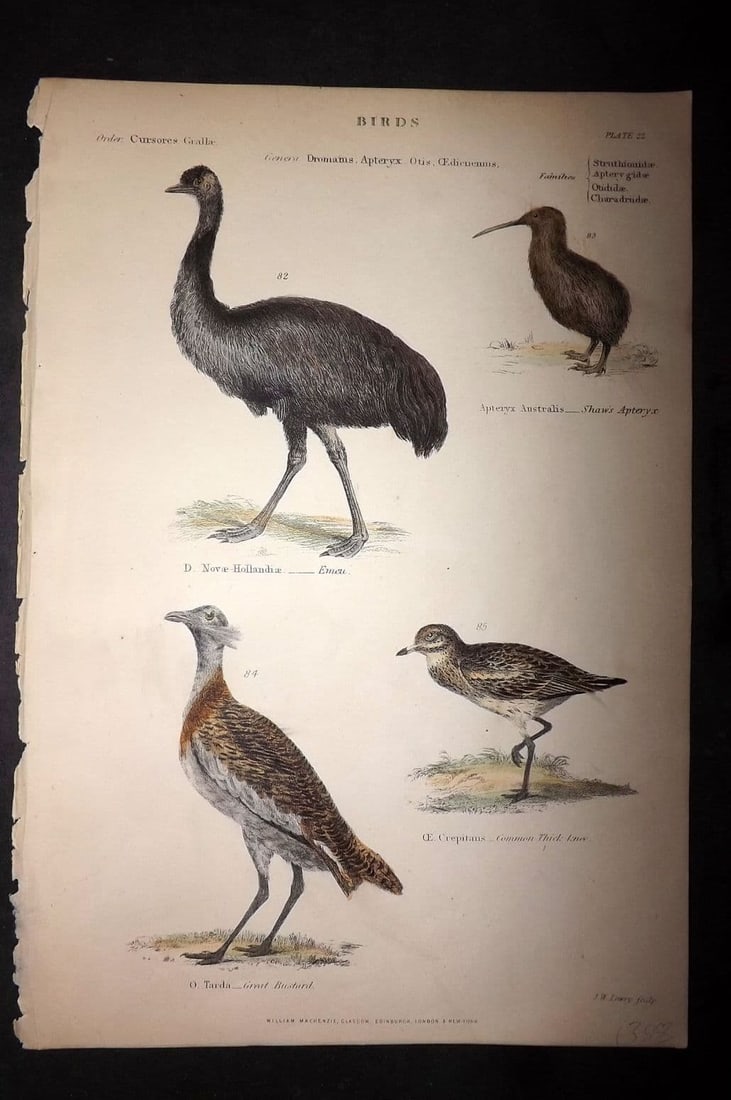 Richardson, John 1862 HC Bird Print. Emu, Australia, Shaw's Apteryx Kiwi, New Zealand 22: Antique Steel Engraving/Etching Published 1859-62 by William Mackenzie, Edinburgh & London for "The Museum of Natural History" by John Richardson. Fine hand colour as issued. Paper Size: 10.5 x 7.5 in