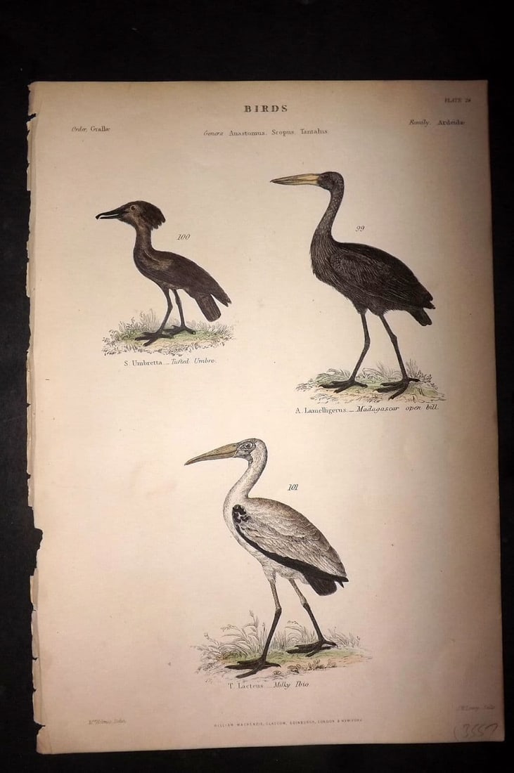 Richardson, John 1862 HC Bird Print. Tufted Umbre, Milky Ibis, Madagascar Open Bill 26 (1 of 1)