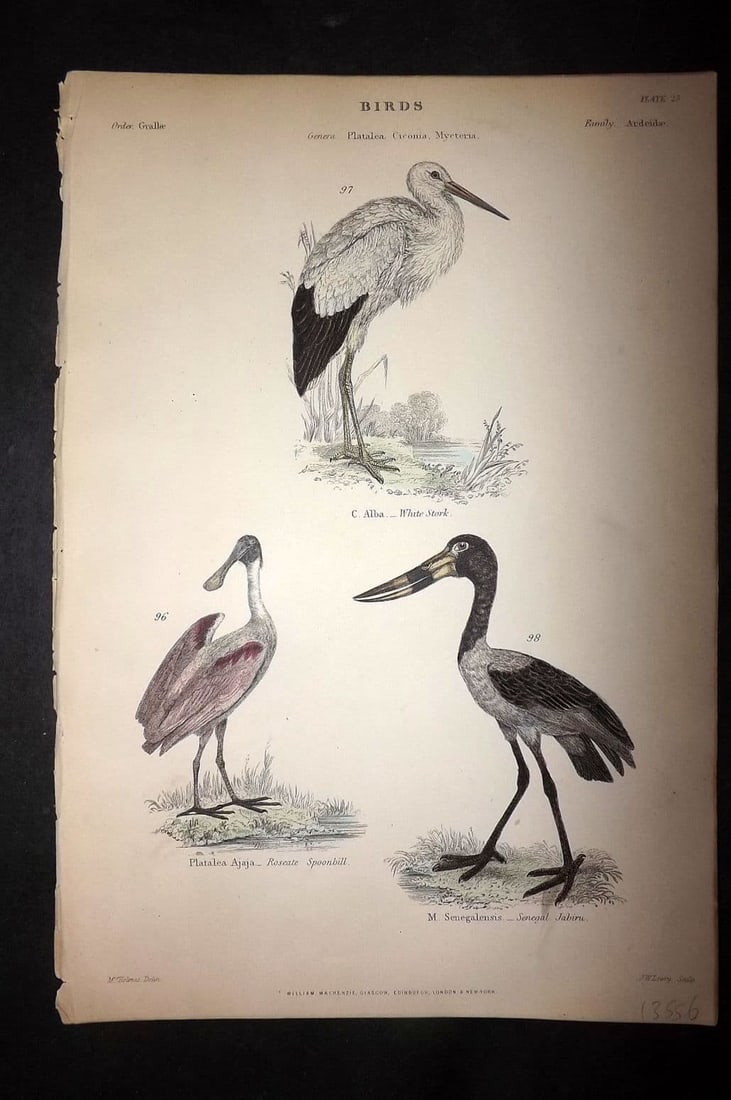 Richardson, John 1862 HC Bird Print. White Stork, Roseate Spoonbill, Sengal Jabiru 25 (1 of 1)