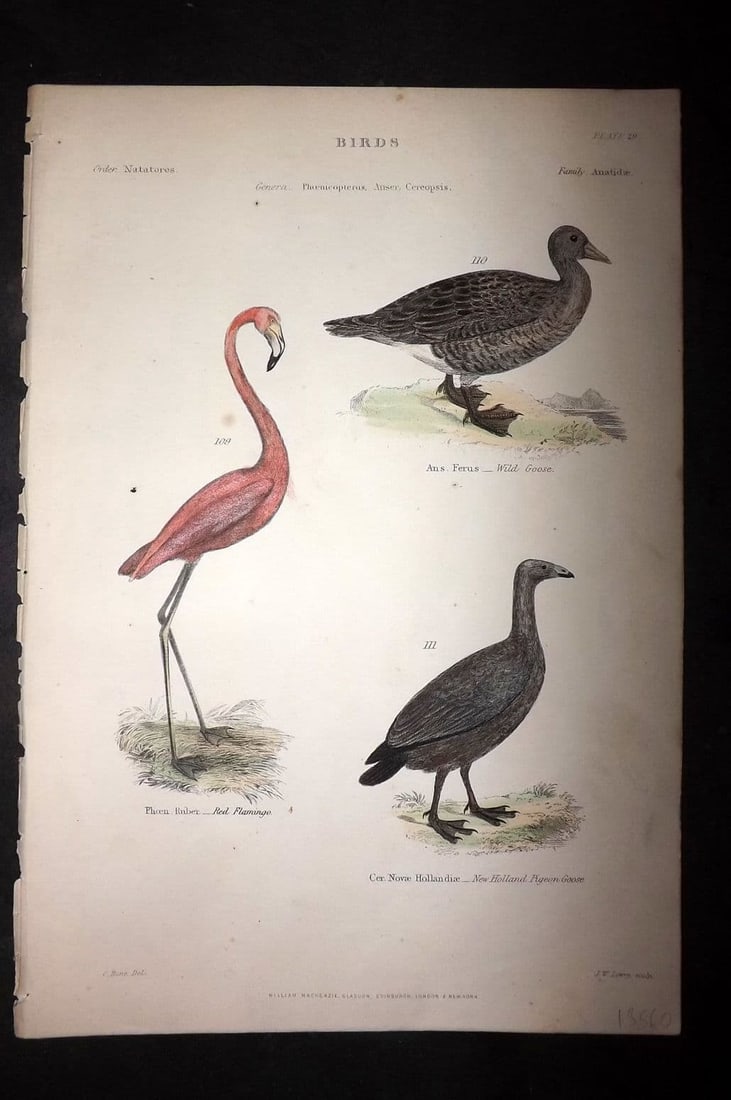 Richardson, John 1862 HC Bird. Red Flamingo, Wild Goose, New Holland Pigeon Goose 29 (1 of 1)
