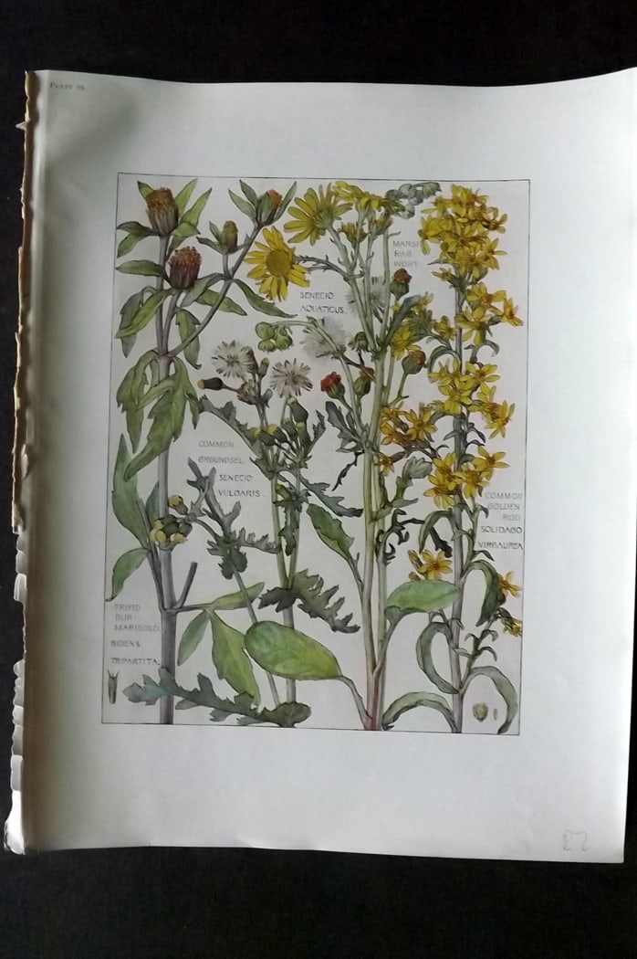 Adams, Harriet Isabel  1907 Botanical Print. Marigold, Groundsel, Ragwort, Golden Rod 66 (1 of 1)