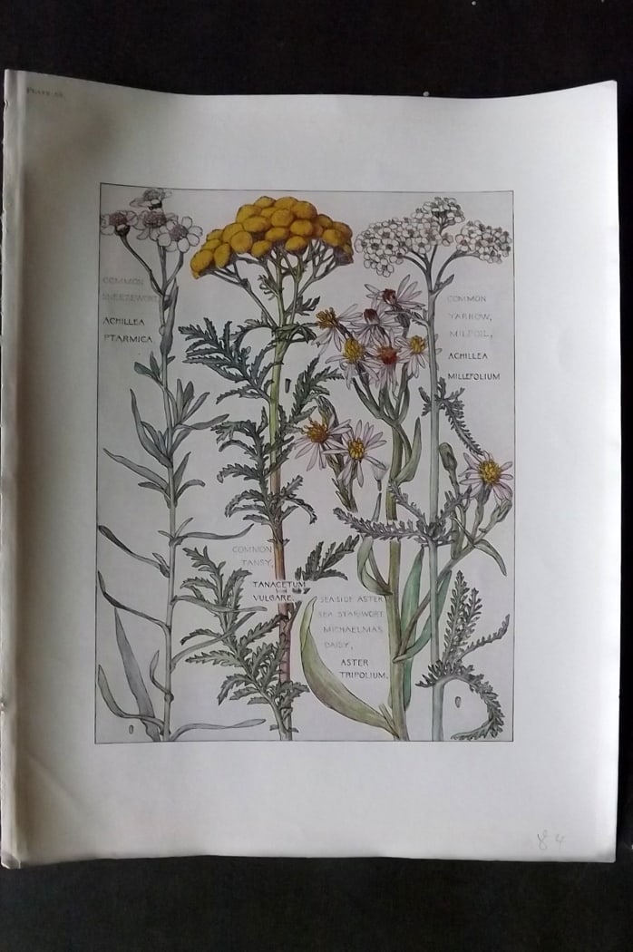 Adams, Harriet Isabel  1907 Botanical Print. Sneezewort, Yarrow Milfoil, Tansy, Daisy 68 (1 of 1)
