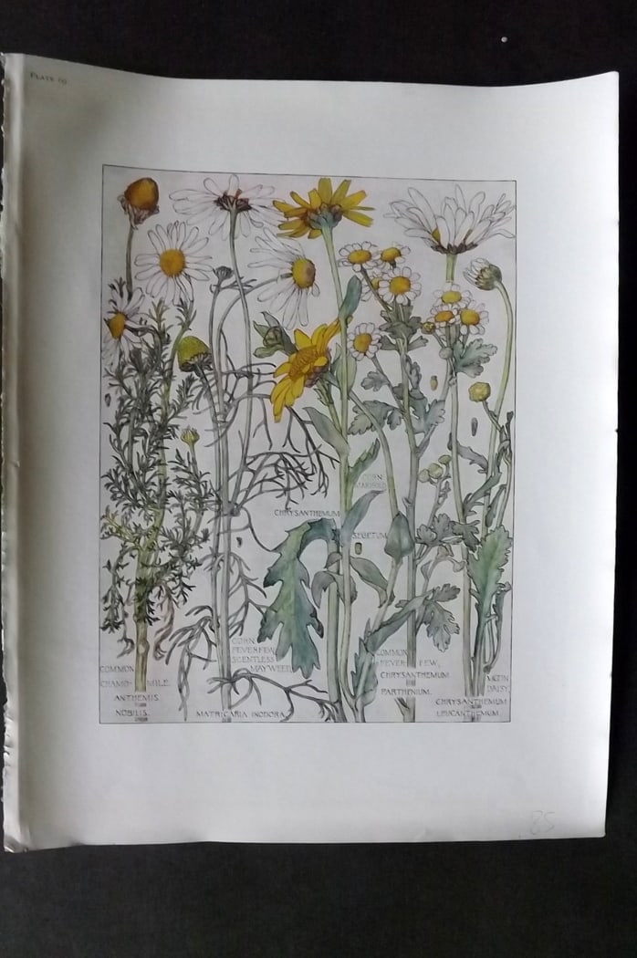 Adams, Harriet Isabel 1907 Botanical Print. Chamomile, Feverfew, Daisy 69: Offset Lithograph Published 1907-10, London for "Wild Flowers of British Isles" by Harriet Isabel Adams. Scarce. Paper Size: 11 x 8.5 inch (28 x 22cm)
