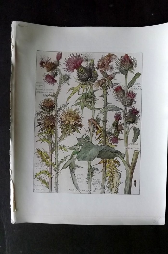 Adams, Harriet Isabel  1907 Botanical Print. Thistle, Burdock 71 (1 of 1)